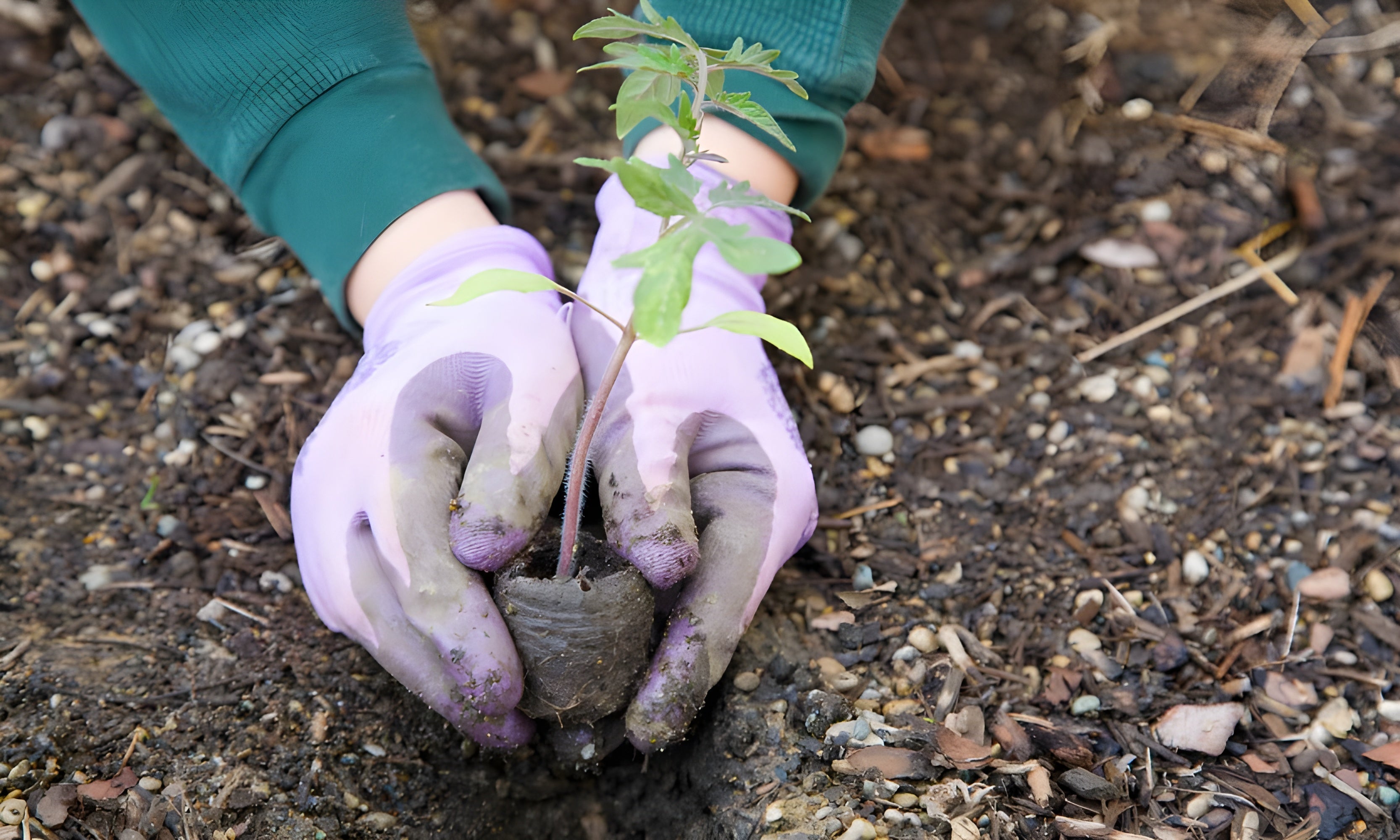 Green fingers, happy heart: Gardening as therapy